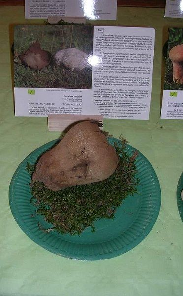 Expo champignons a St Leger 26